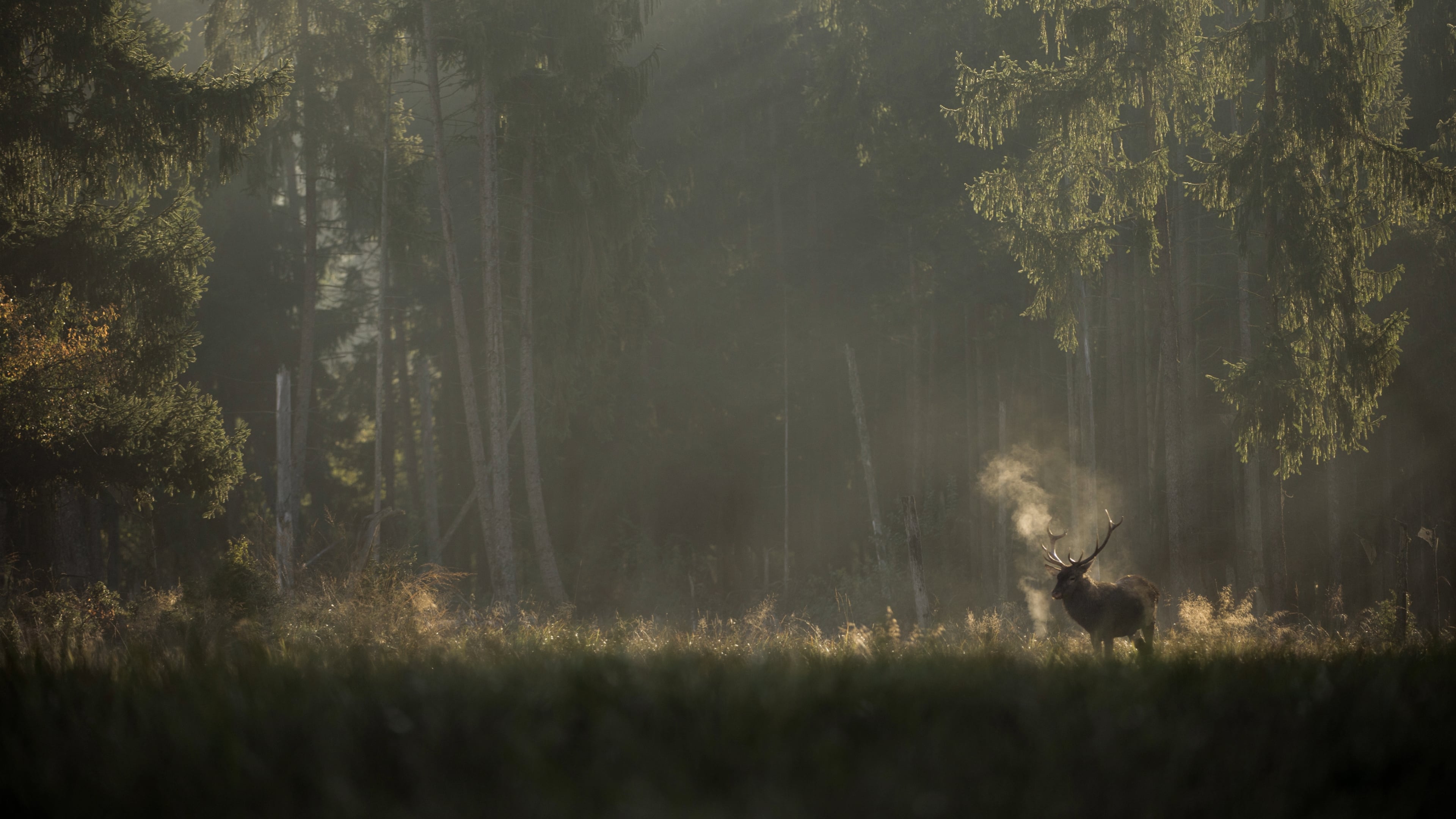 Buy tickets: Whispers in the Woods